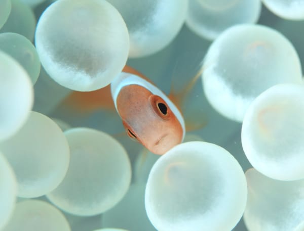 美ら海協力金