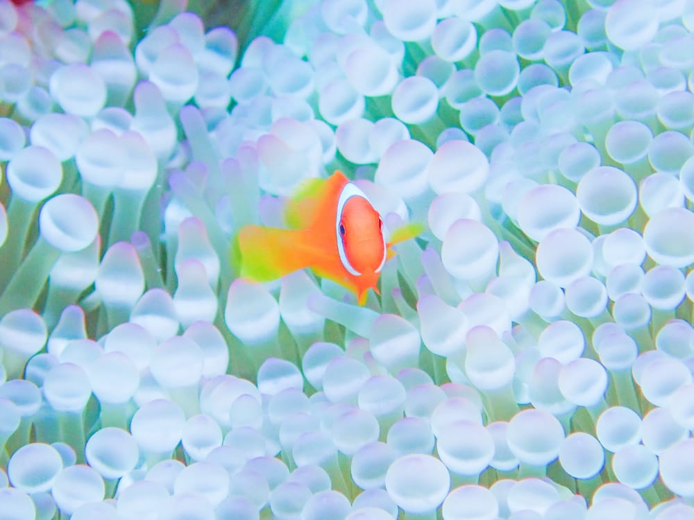 水中撮影の様子